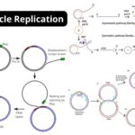 Rolling Circle Replication -  Mechanism, Application