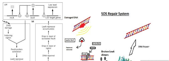 SOS Repair - SOS Response in Bacteria