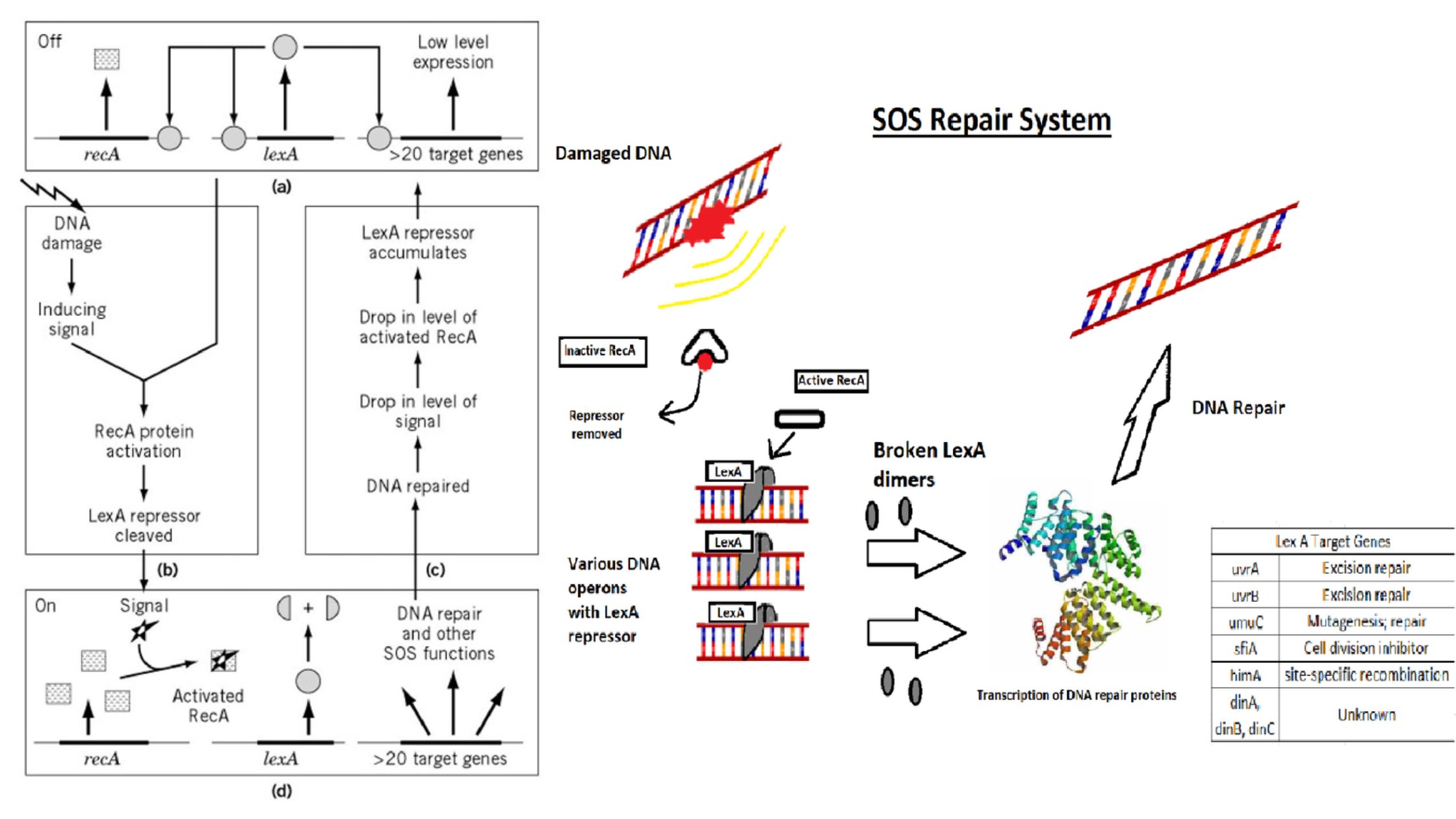 SOS Repair - SOS Response in Bacteria