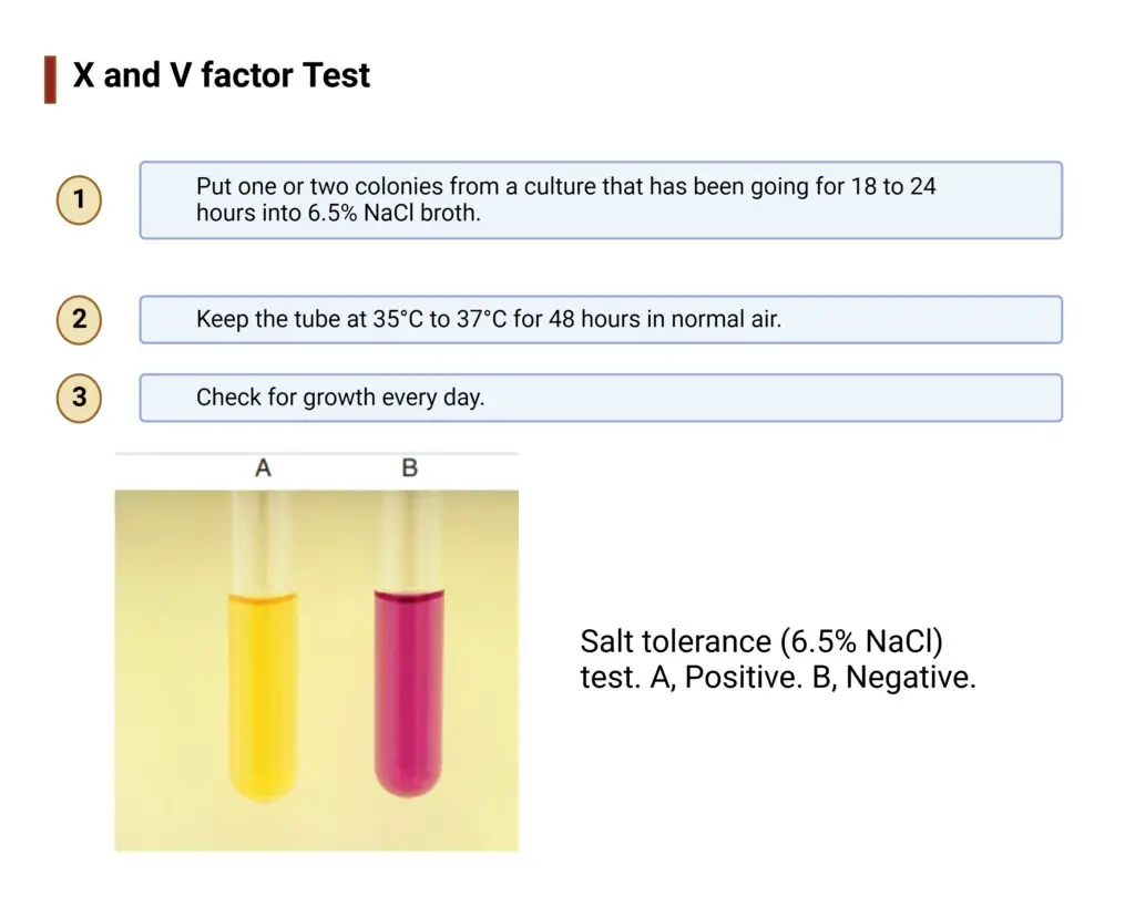 Salt Tolerance Test Principle, Purpose, Procedure, Result