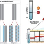 Semiconservative Replication of DNA - Mechanism