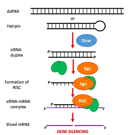 Mechanism of siRNA action