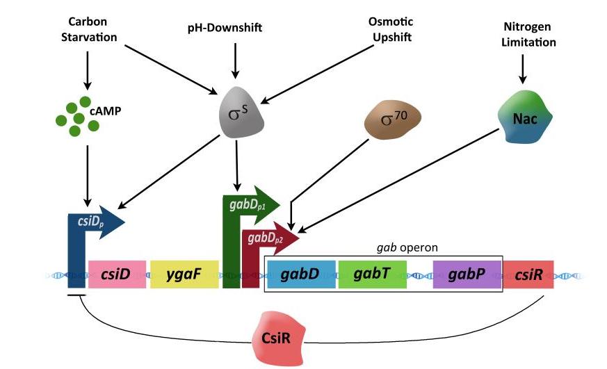 Mechanism of gab operon Regulation