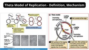 Theta Model of Replication - Definition, Mechanism