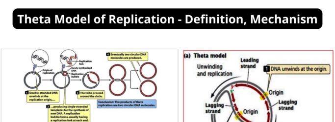 Theta Model of Replication - Definition, Mechanism