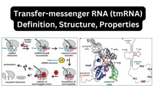Transfer-messenger RNA (tmRNA) Definition, Structure, Properties