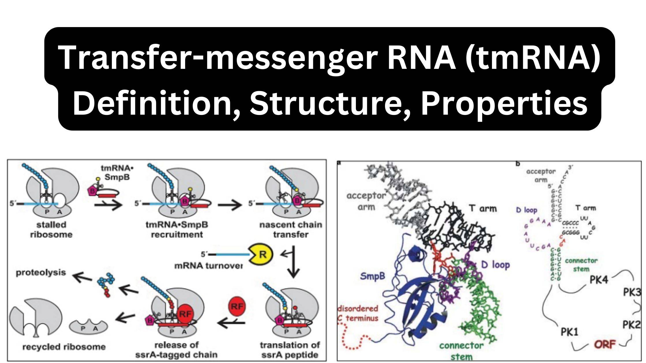 Transfer-messenger RNA (tmRNA) Definition, Structure, Properties