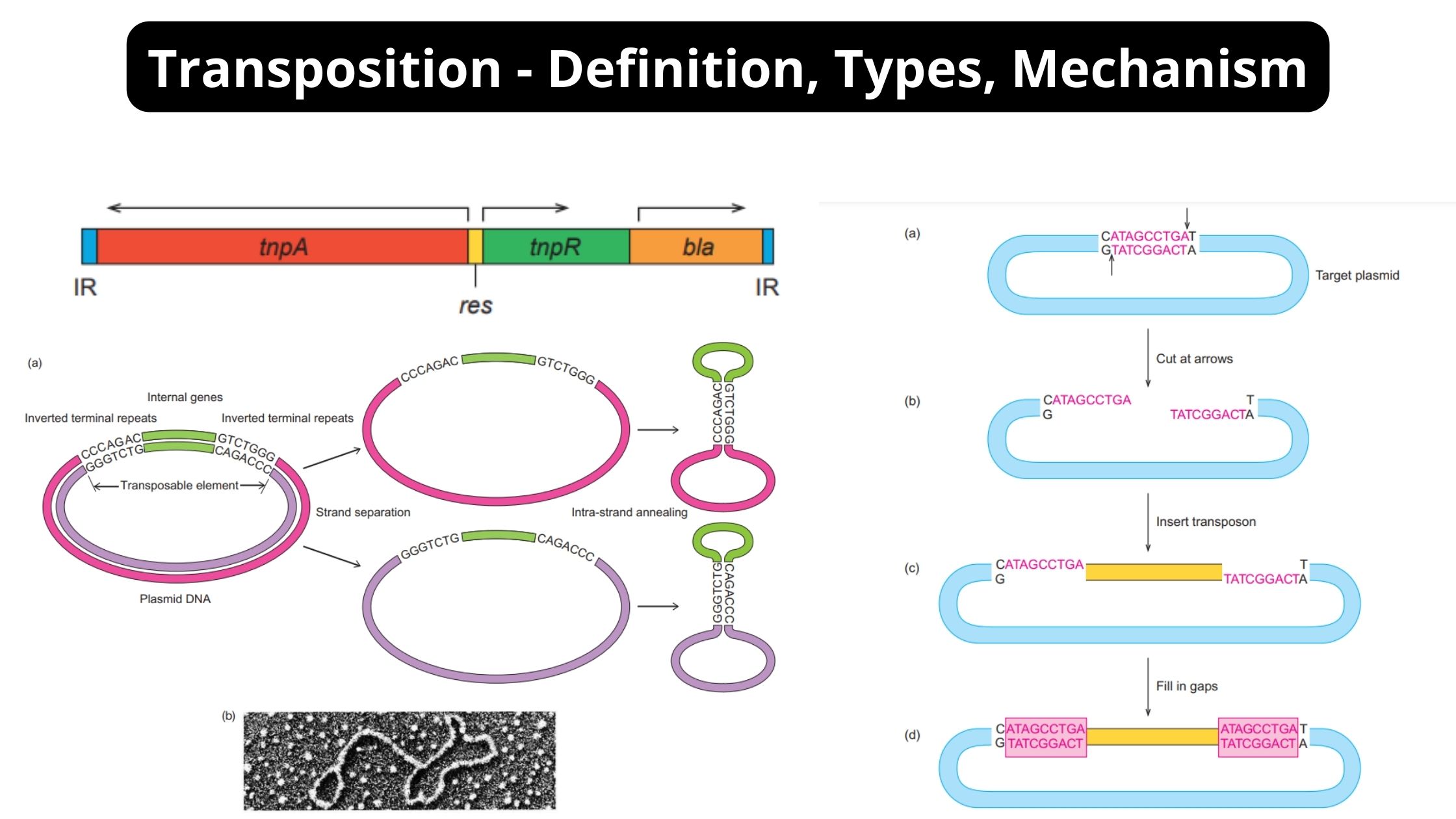 Transposition - Definition, Types, Mechanism