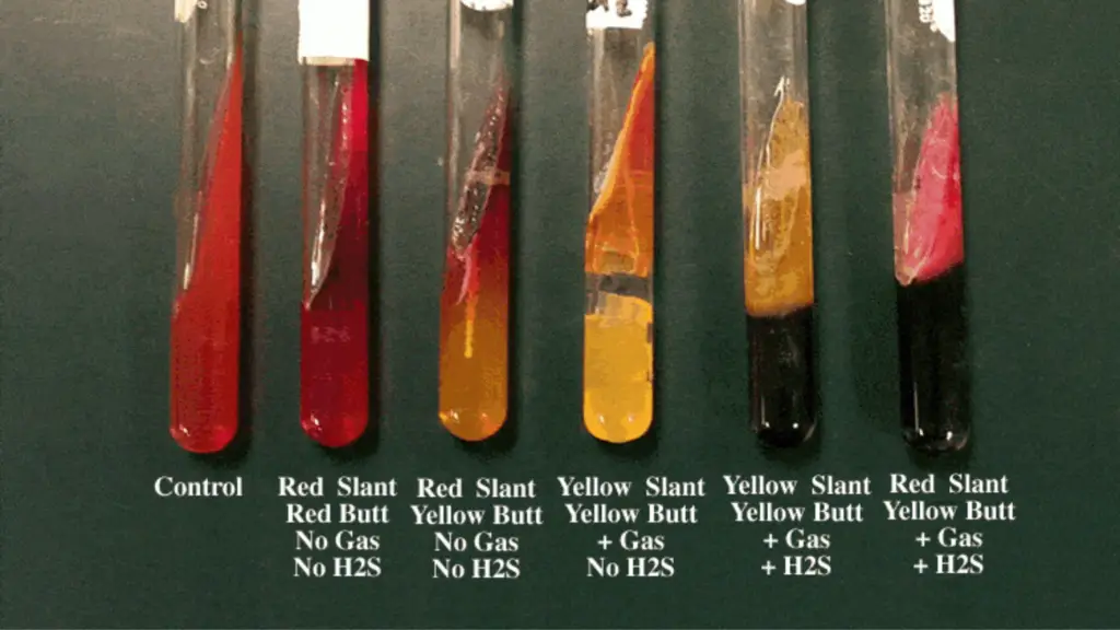 Expected Results of Triple Sugar Iron (TSI) Agar test