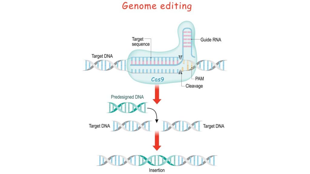 How Crispr Works As A Genome-Editing Tool described in Summary?