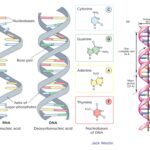 Watson and Crick Model of DNA