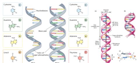 Gene Cloning - Steps, Definition, Applications