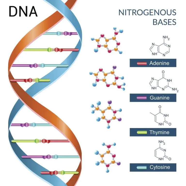 The Nitrogen Bases or Nucleotides