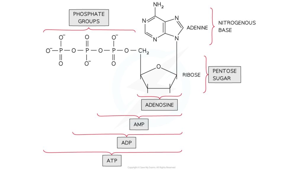 The structure of AMP, ADP and ATP
