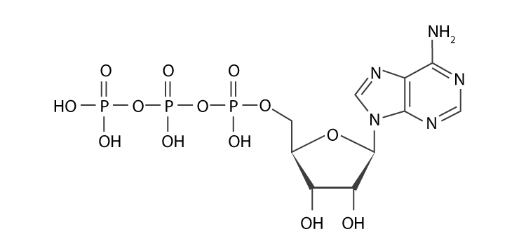 Adenosine triphosphate (ATP)