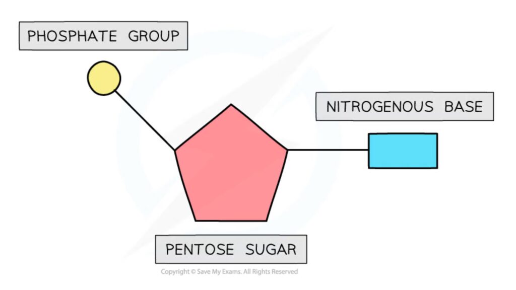 The basic structure of a nucleotide