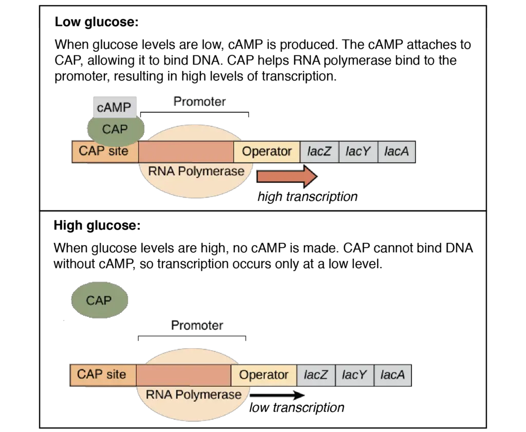 Catabolite activator protein (CAP)