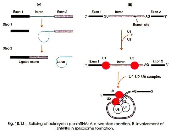 Processing of mRNA in Prokaryotes and Eukaryotes