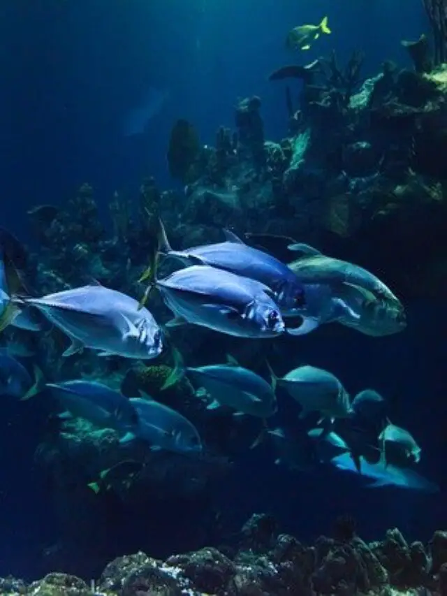 Best Aquatic Animals with Amazing Visual Adaptations