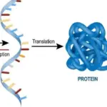 Translation of mRNA 