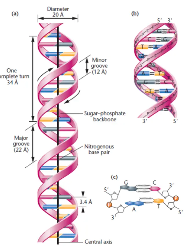 Watson and Crick Model of DNA