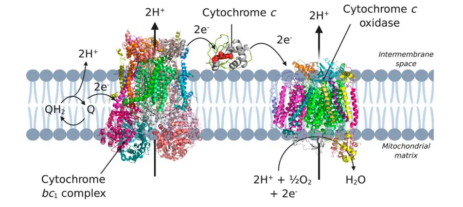 Cytochrome c
