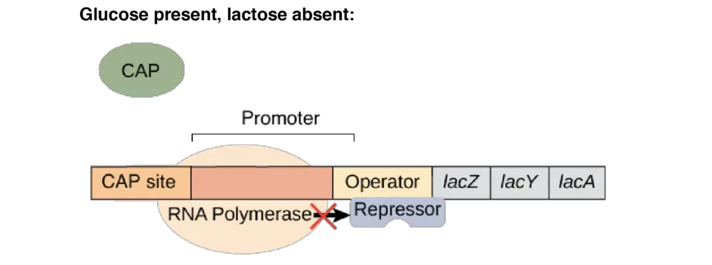 lac operon steps