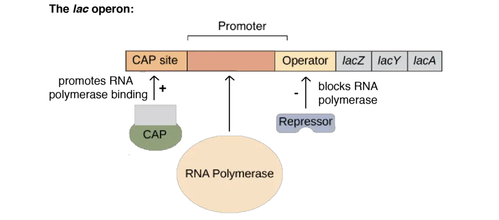 Structure of the lac operon