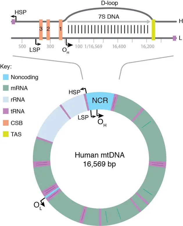 Structure of Human mtDNA
