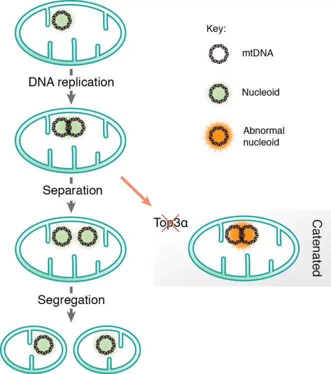 Separation Mitochondrial DNA (mtDNA)