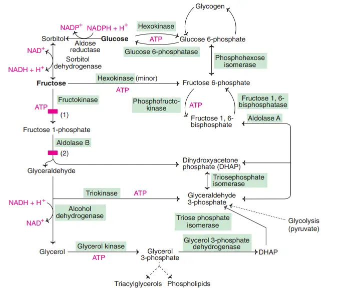 Fructose Metabolism Pathway - Fructolysis