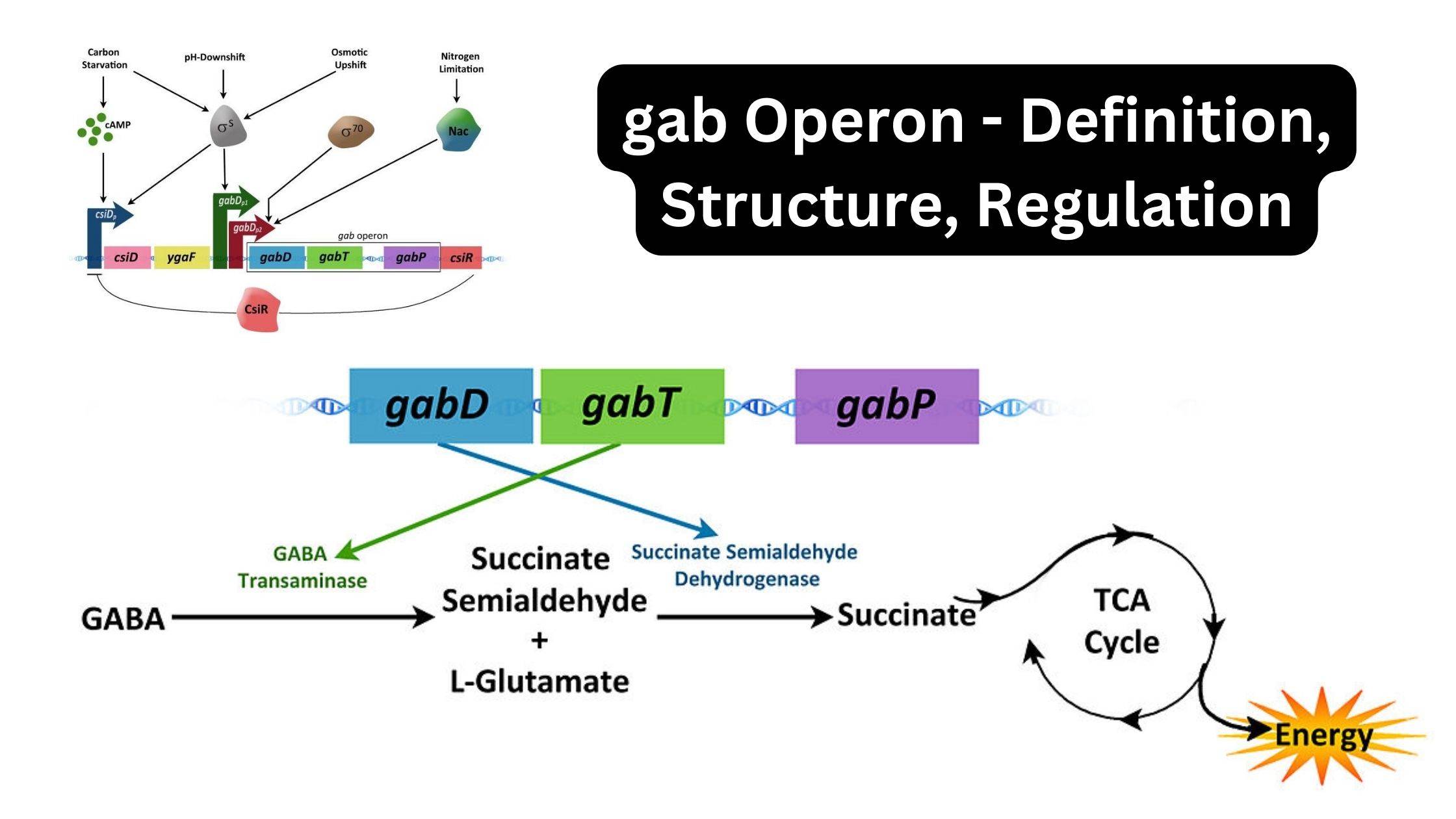 gab Operon – Definition, Structure, Regulation