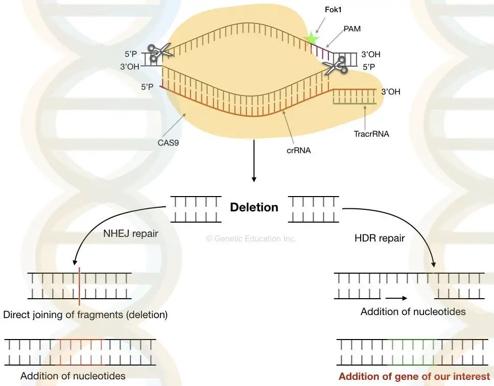 CRISPR-CAS9 in genetic engineering