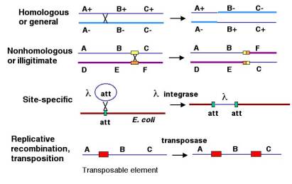 Types of DNA Recombination
