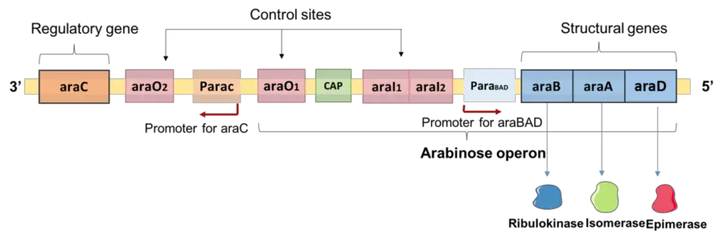 Structure of L-arabinose operon
