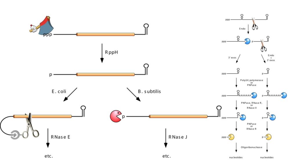 mRNA Degradation in Prokaryotic Cells