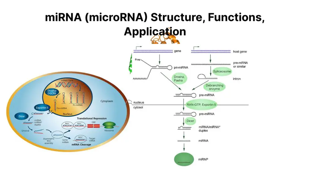 miRNA (microRNA) Structure, Functions, Application