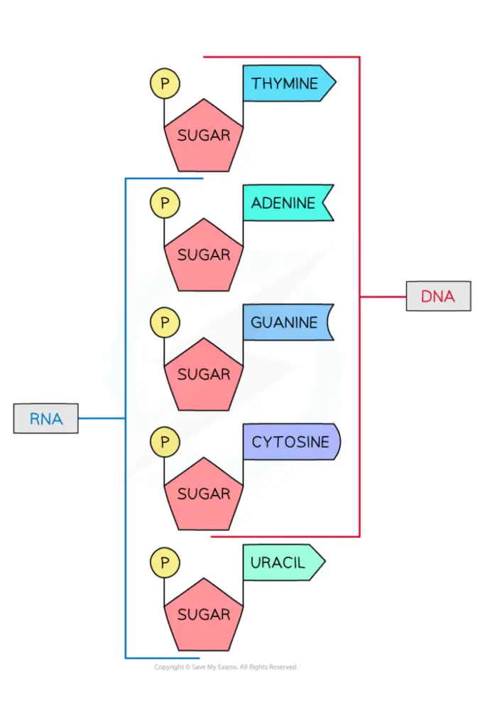 The nucleotides found in DNA and RNA