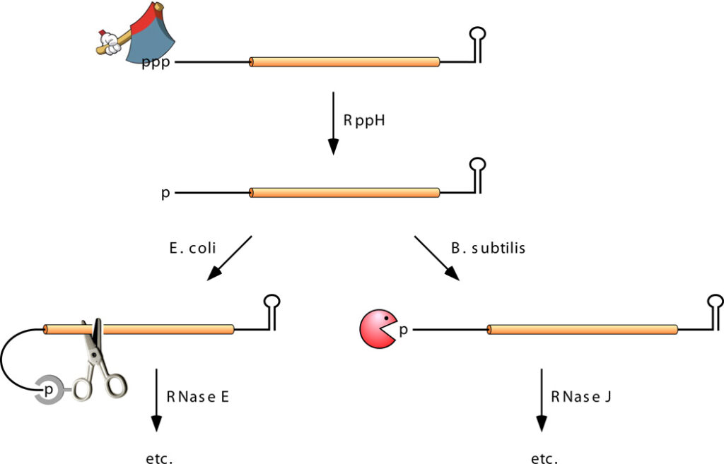 5’-end-dependent pathway