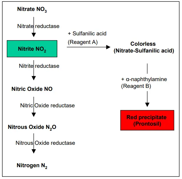 Reactions of Nitrate Reduction Test