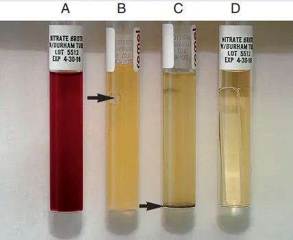 Result and Interpretation of Nitrate Reduction Test