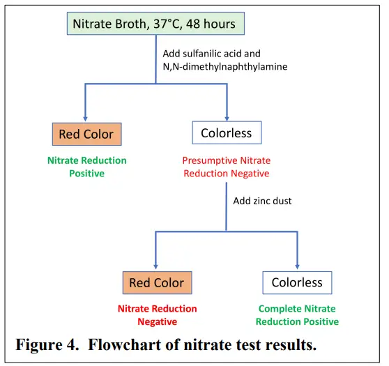 Reactions of Nitrate Reduction Test