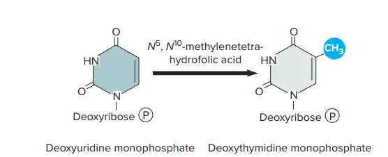 Pyrimidine Synthesis.