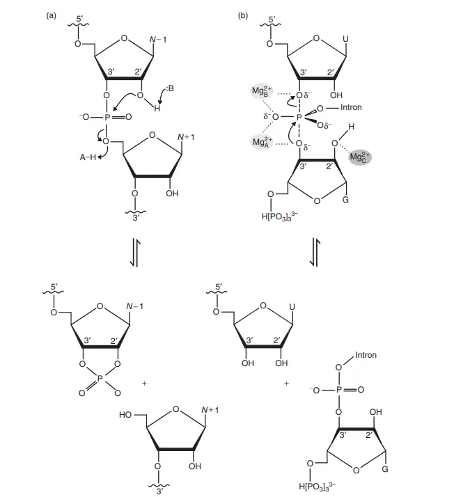 Mechanisms of ribozyme catalysis