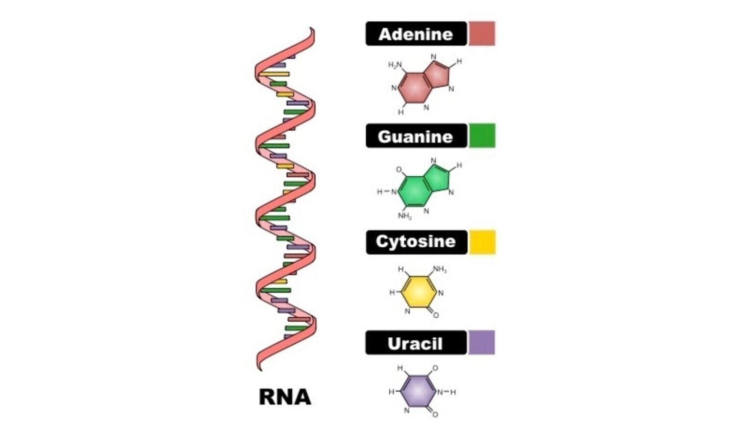 RNA Types. ДНК И РНК. Комплементарность генов. Окраска для выявления РНК.