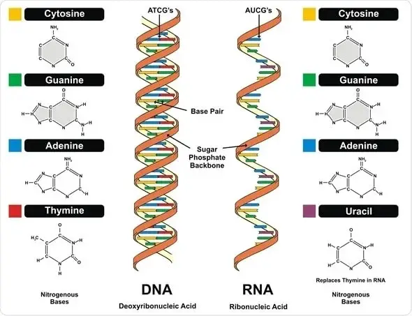 RNA - Definition, Structure, Types, Application