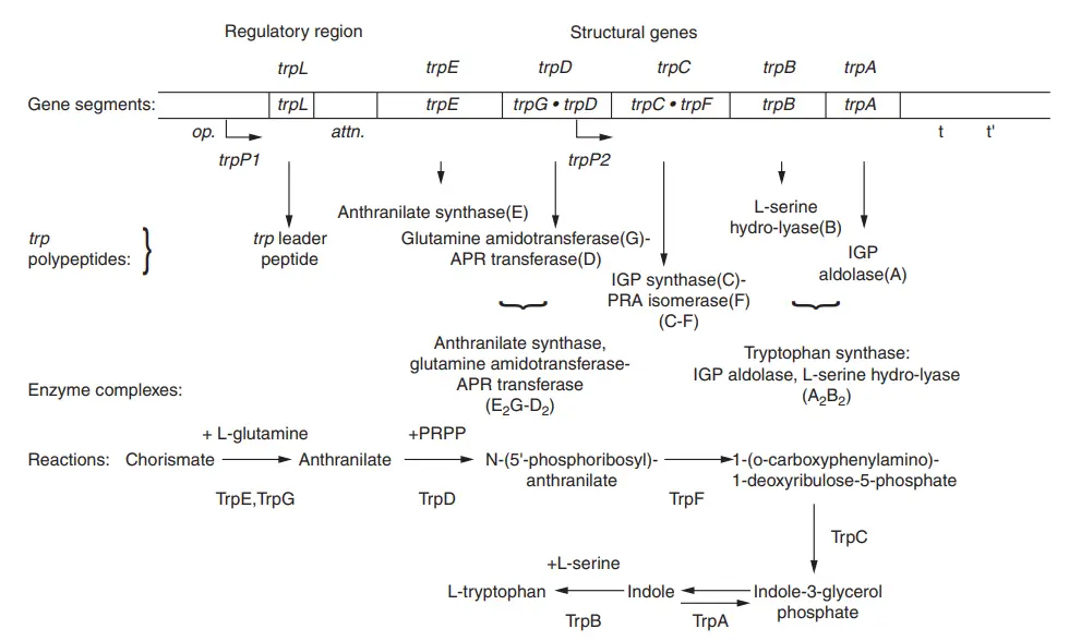 Structure of the trp operon