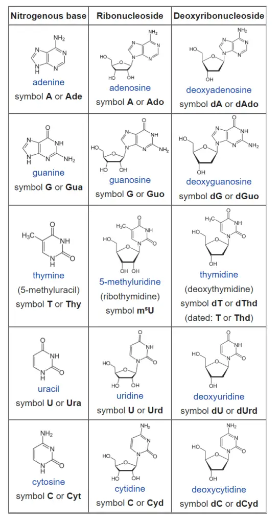 List of nucleosides and corresponding nucleobases 