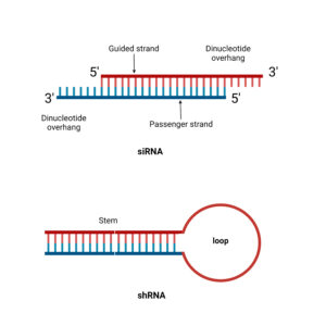 shRNA (Short-hairpin RNA) Structure, Definition, Mechanism