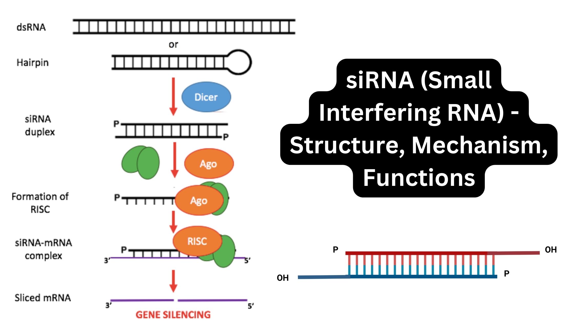siRNA (Small Interfering RNA) - Structure, Mechanism, Functions